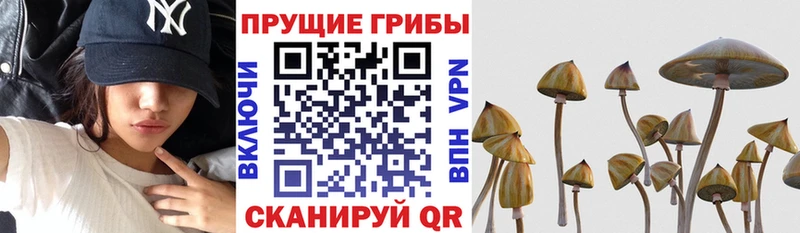 Галлюциногенные грибы Psilocybe  Новокубанск 
